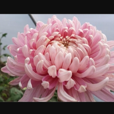 Chysanthemum Allouise Pink in the GardenTags plant encyclopedia