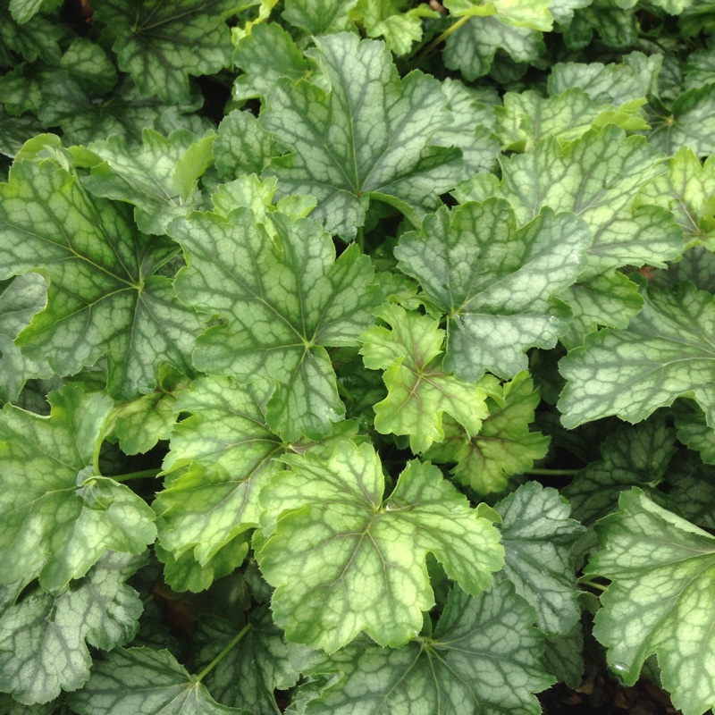 Alumroot Thomas in the GardenTags plant encyclopedia