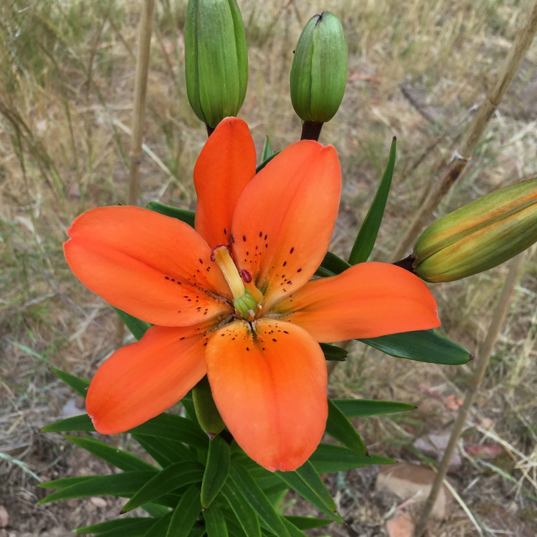 Lily Tresor (Asiatic) in the GardenTags plant encyclopedia