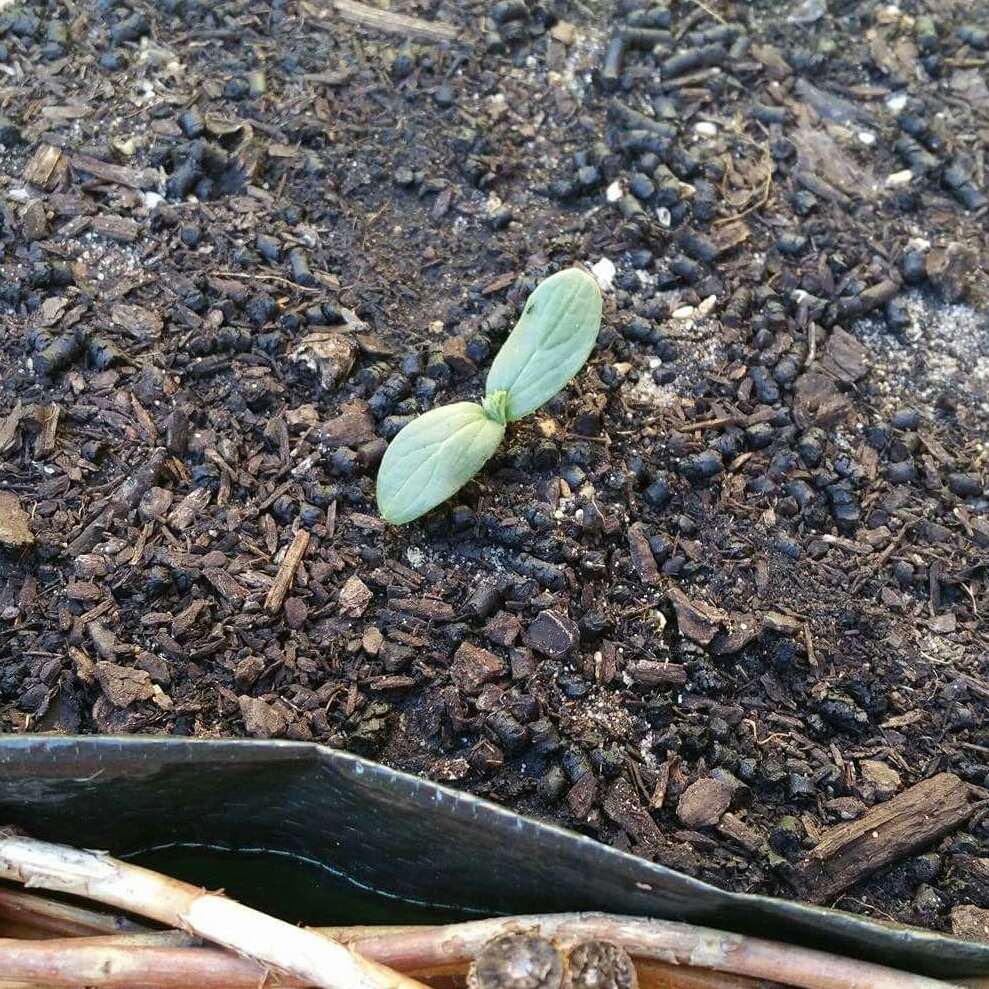 Cucumber Crystal Apple in the GardenTags plant encyclopedia