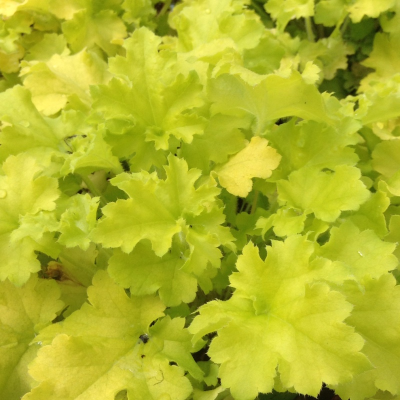 Alumroot Winter Joy in the GardenTags plant encyclopedia