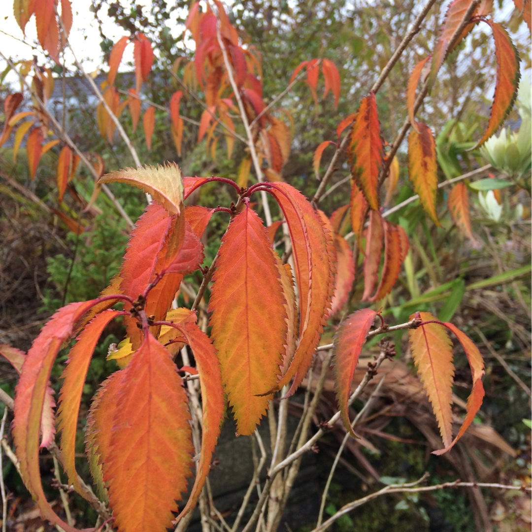 Dwarf Fuji Flowering Cherry Oshidori in the GardenTags plant encyclopedia