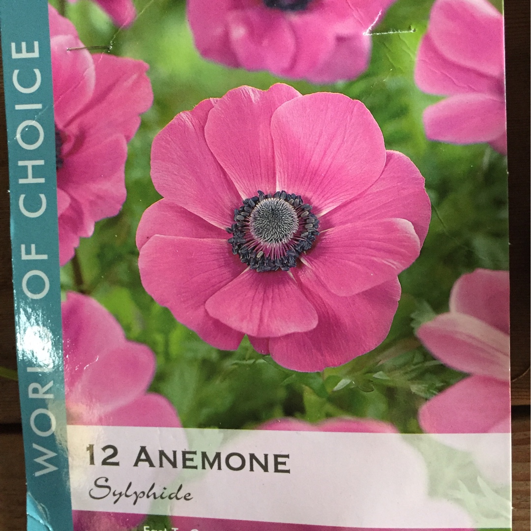 Poppy Flowered Anemone Sylphide in the GardenTags plant encyclopedia