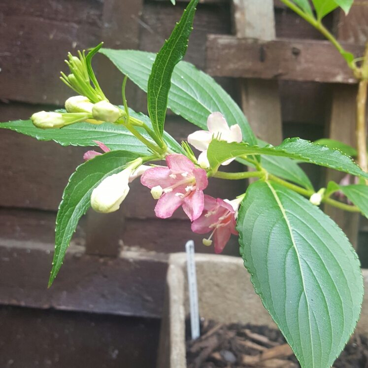 Weigela Versicolor in the GardenTags plant encyclopedia