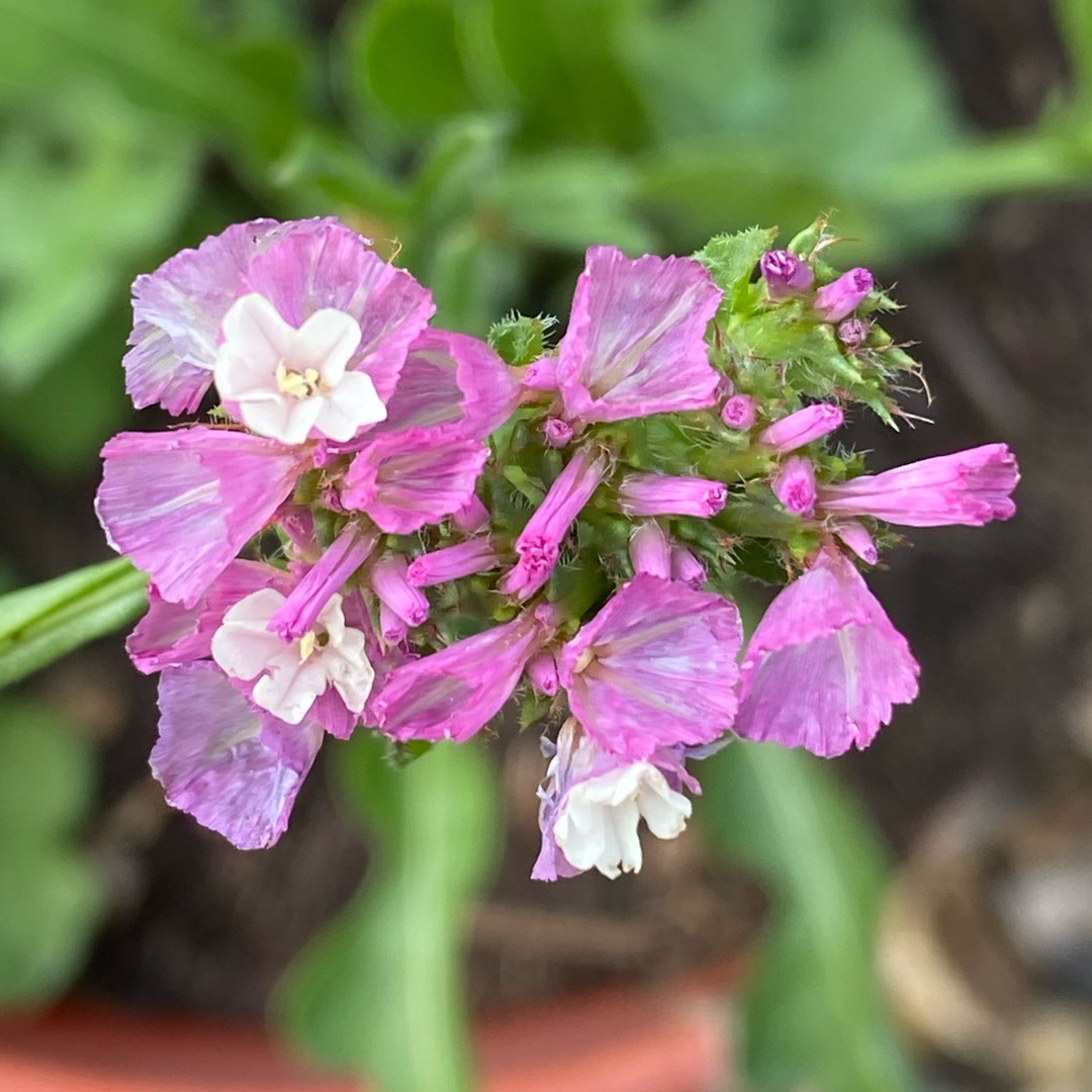 Sea Lavender in the GardenTags plant encyclopedia