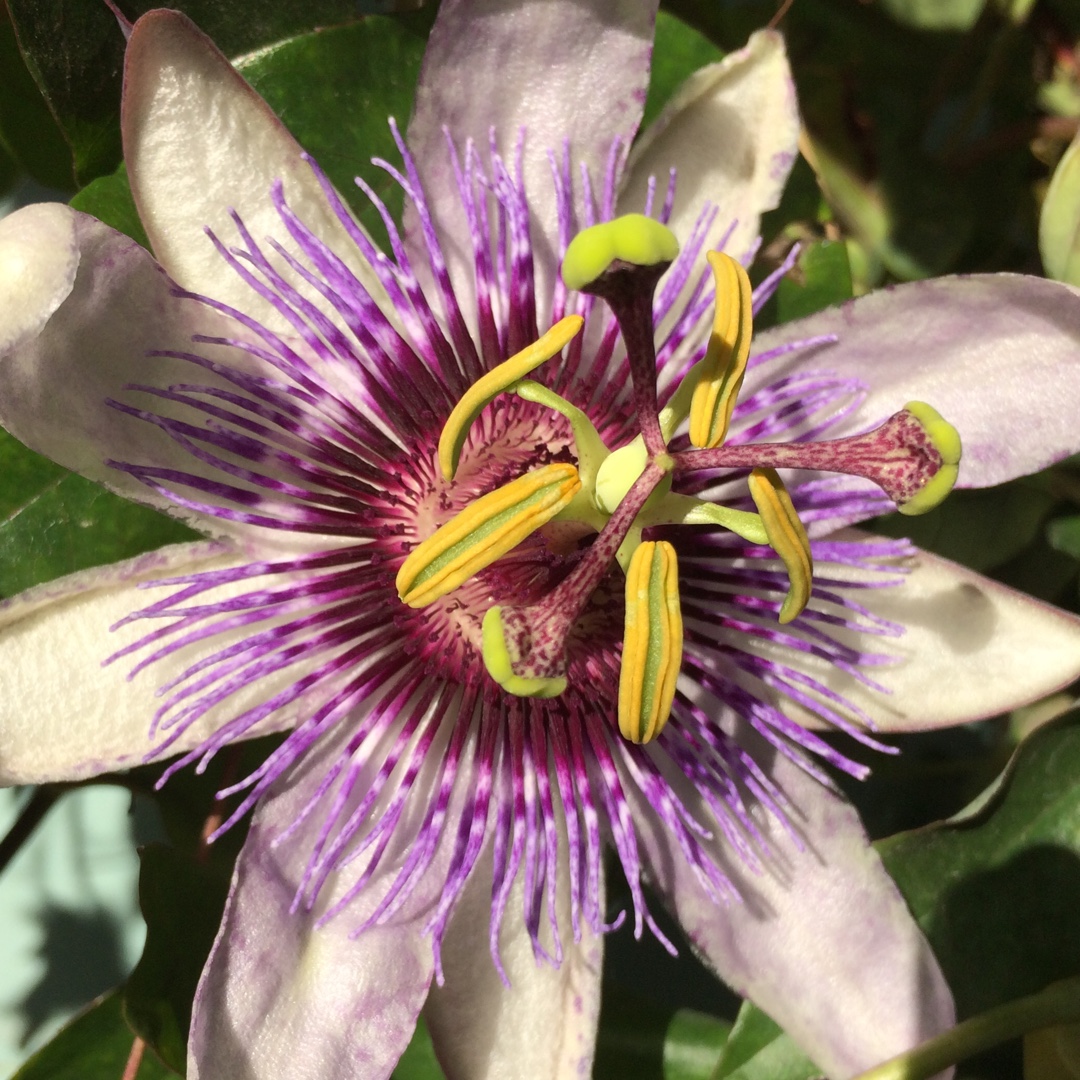 Passion Flower Betty Myles Young in the GardenTags plant encyclopedia