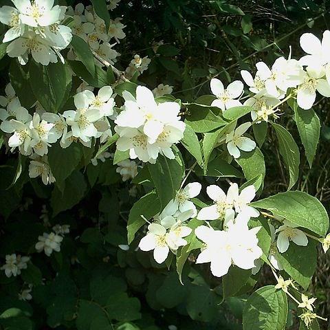 Sweet Mock Orange in the GardenTags plant encyclopedia