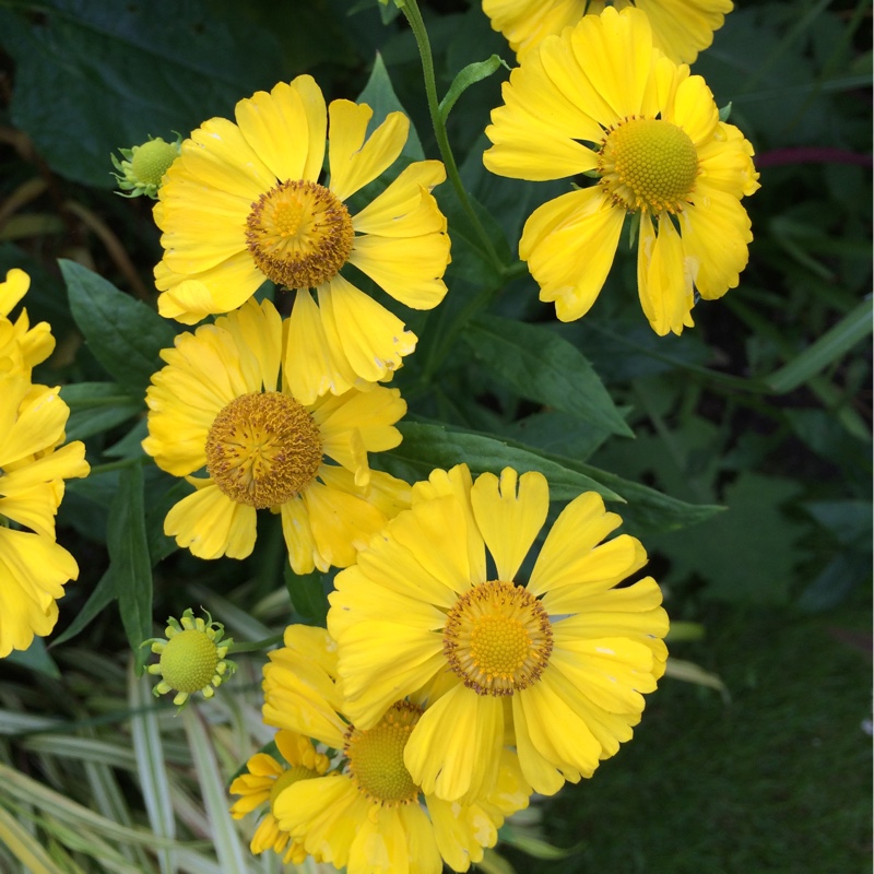 Sneezeweed Butterpat in the GardenTags plant encyclopedia