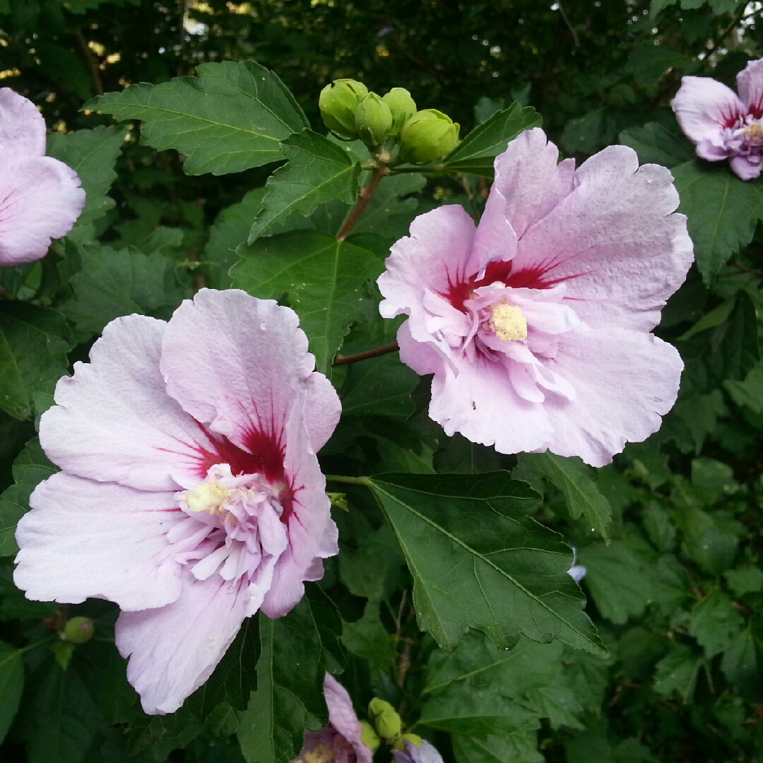 Native Hibiscus Delightfully Double in the GardenTags plant encyclopedia