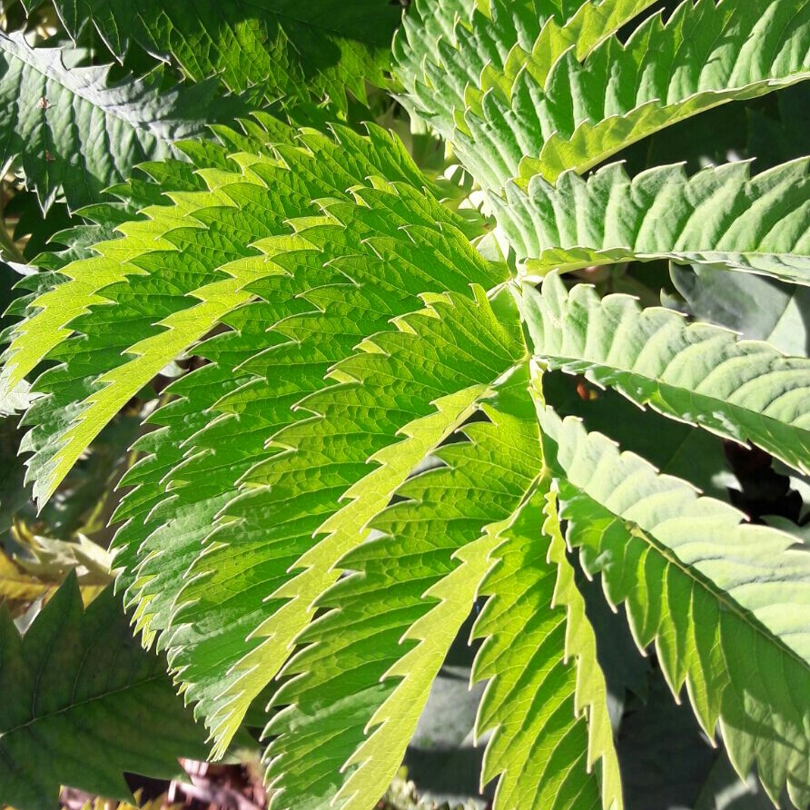 Honey Bush in the GardenTags plant encyclopedia