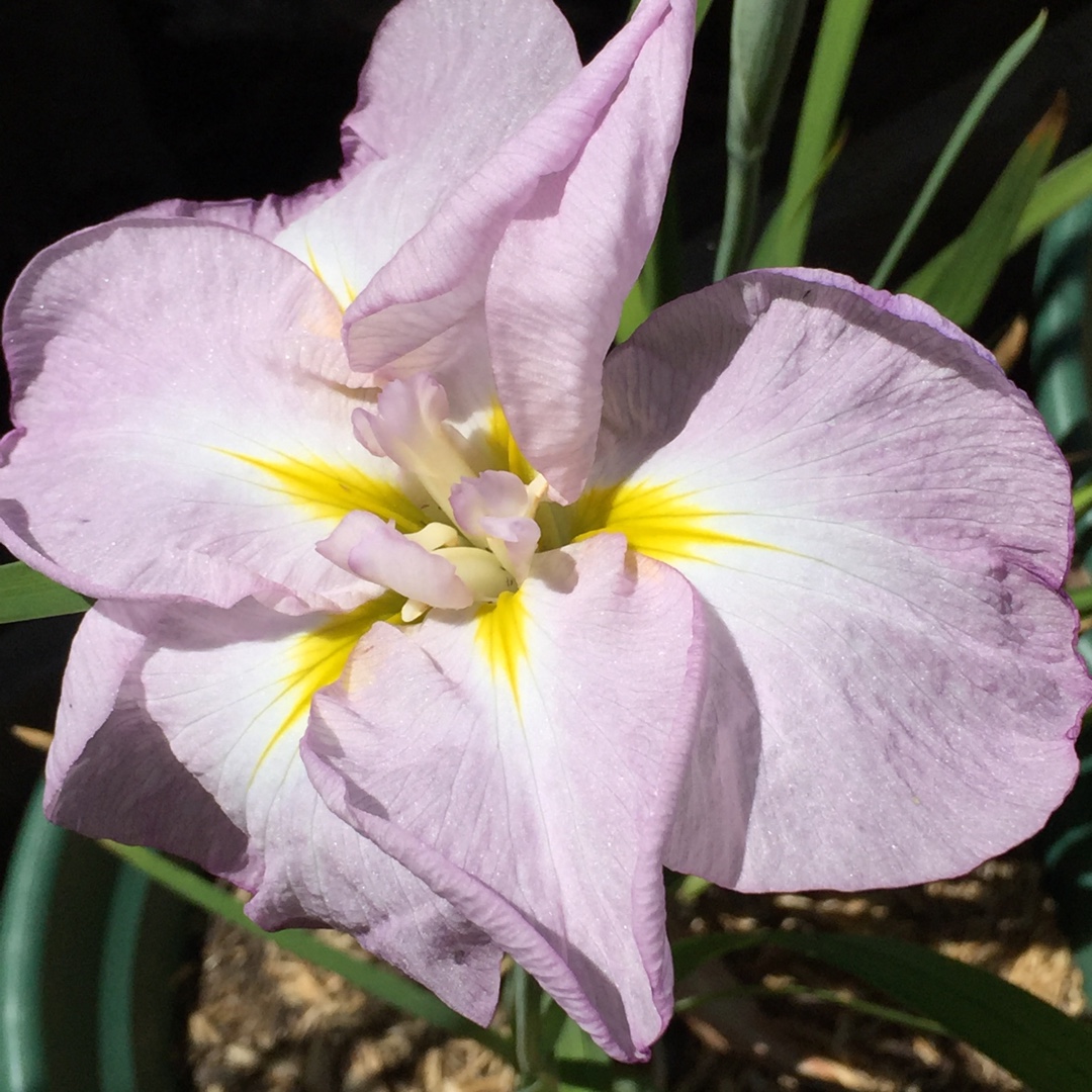 Japanese Water Iris Fascination Childs in the GardenTags plant encyclopedia