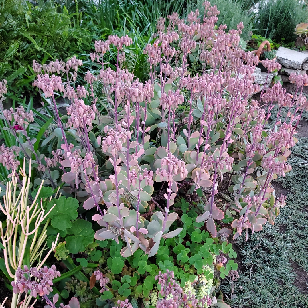 Pigs Ear in the GardenTags plant encyclopedia