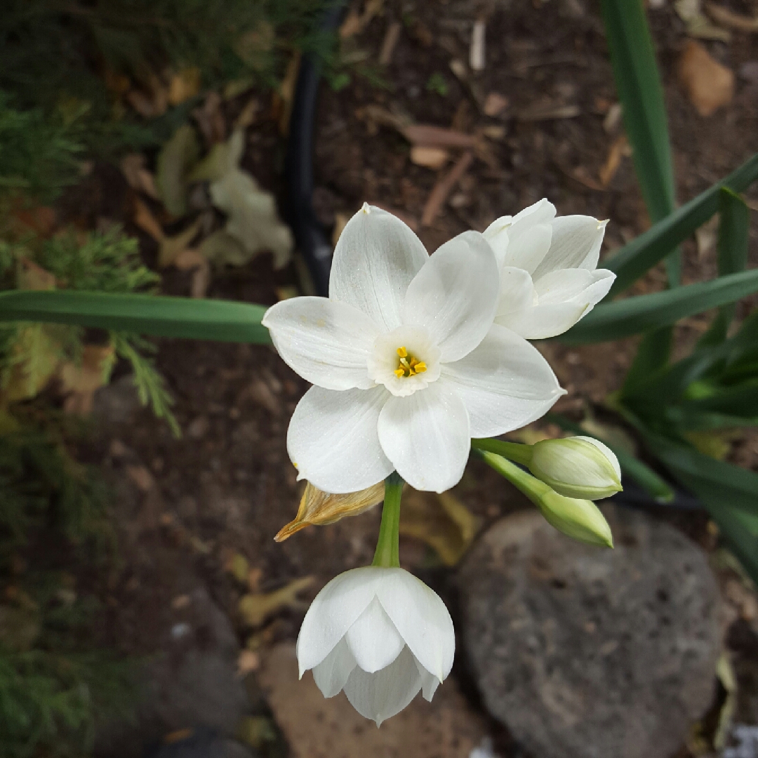 Daffodil Galilee (Tazetta) in the GardenTags plant encyclopedia