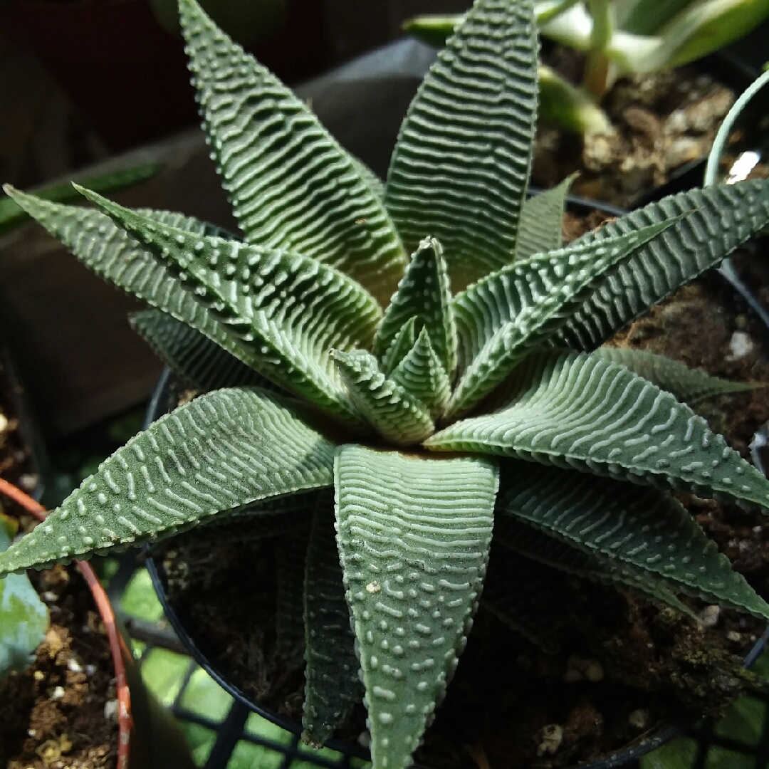 Haworthiopsis limifolia Spider White in the GardenTags plant encyclopedia