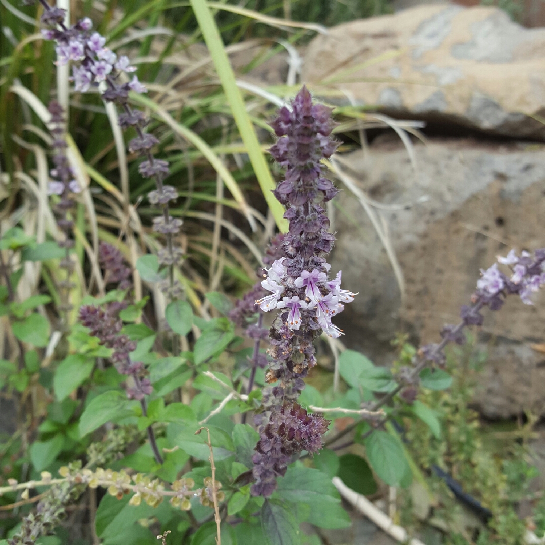 Basil Magic Mountain in the GardenTags plant encyclopedia