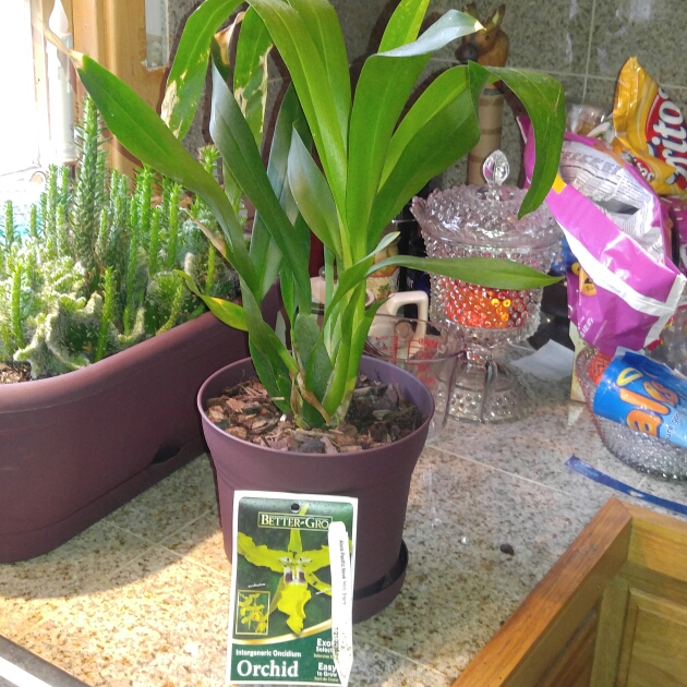 Intergeneric Oncidium Orchid Hilo Stars in the GardenTags plant encyclopedia