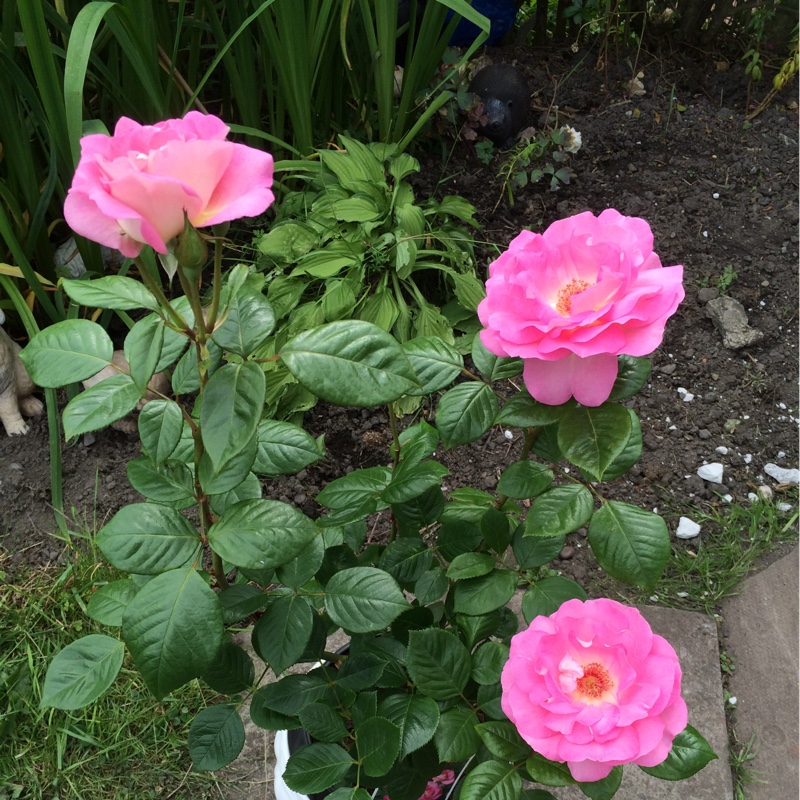 Rose Cliff Richard in the GardenTags plant encyclopedia