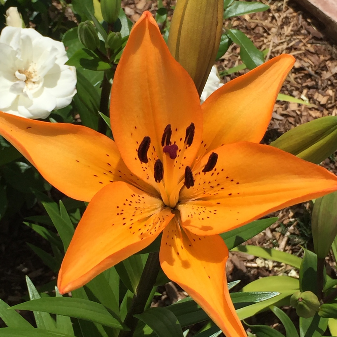 Lily Honesty (Other) in the GardenTags plant encyclopedia