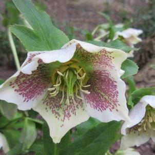 Hellebore Single White Spotted in the GardenTags plant encyclopedia