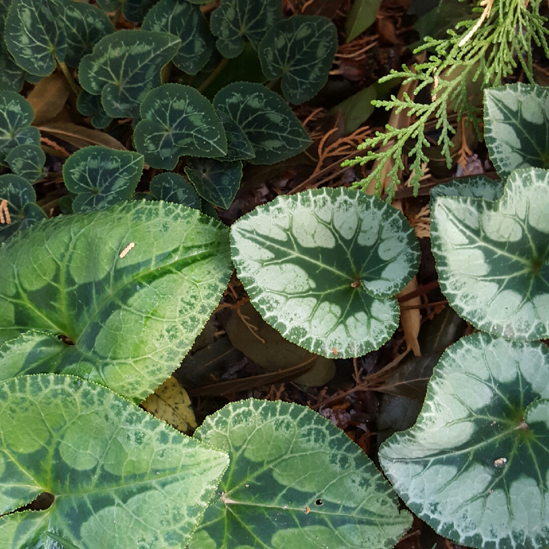 Florists Cyclamen (Non-Hardy) in the GardenTags plant encyclopedia