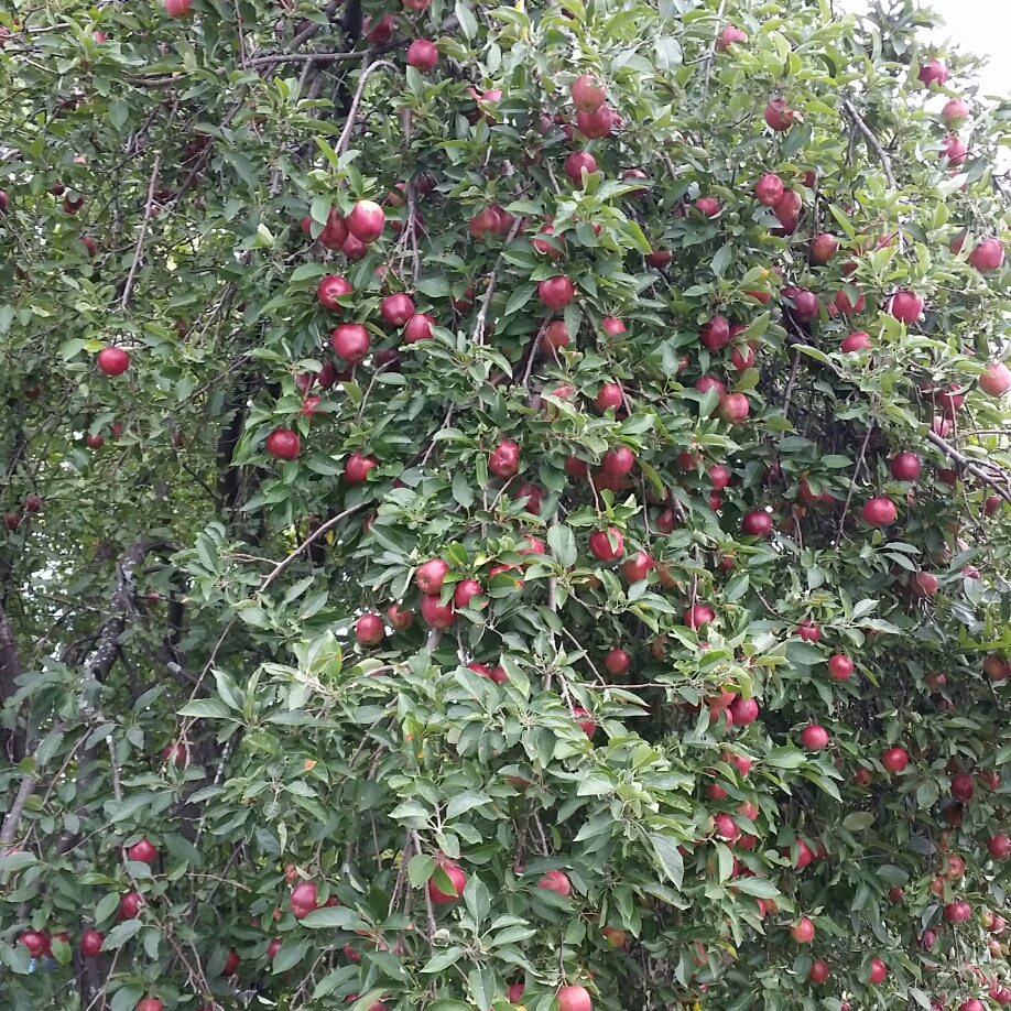 Apple Red Delicious in the GardenTags plant encyclopedia