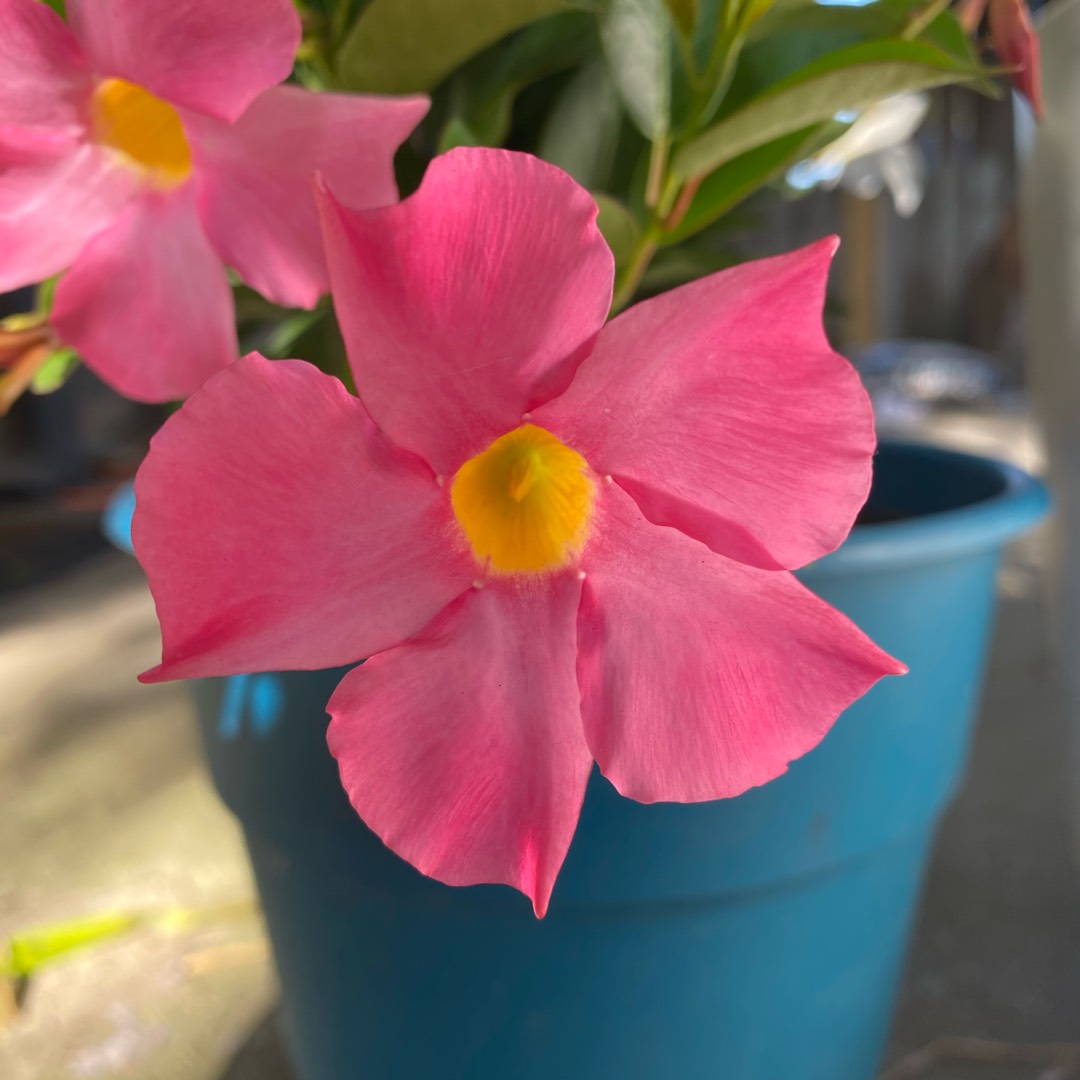 Mandevilla Sun Parasol Pretty Pink in the GardenTags plant encyclopedia