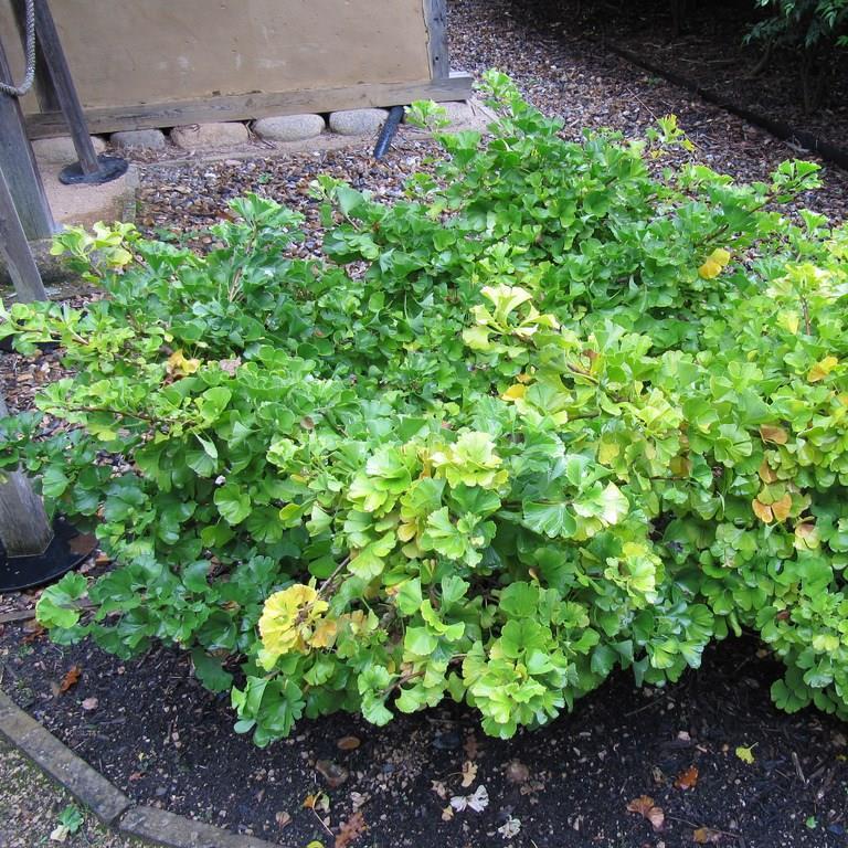 Maidenhair Tree Mariken in the GardenTags plant encyclopedia