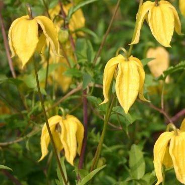 Clematis Lambton Park in the GardenTags plant encyclopedia