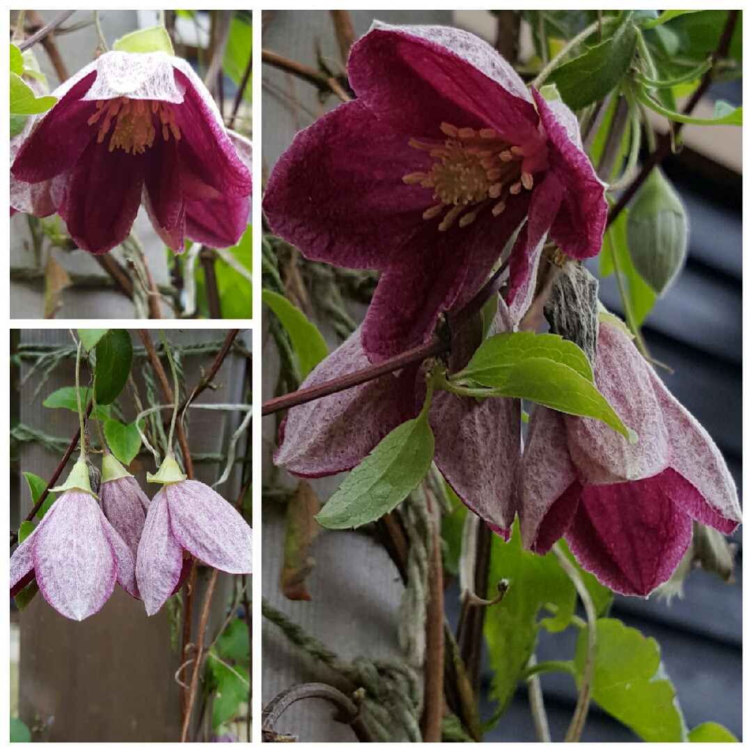 Clematis Lansdowne Gem in the GardenTags plant encyclopedia