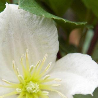 Clematis Jingle Bells in the GardenTags plant encyclopedia