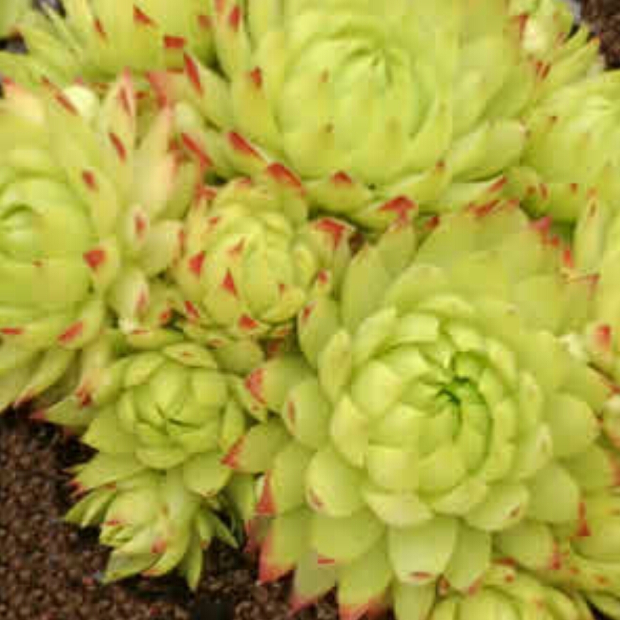 Sempervivum Allionii in the GardenTags plant encyclopedia