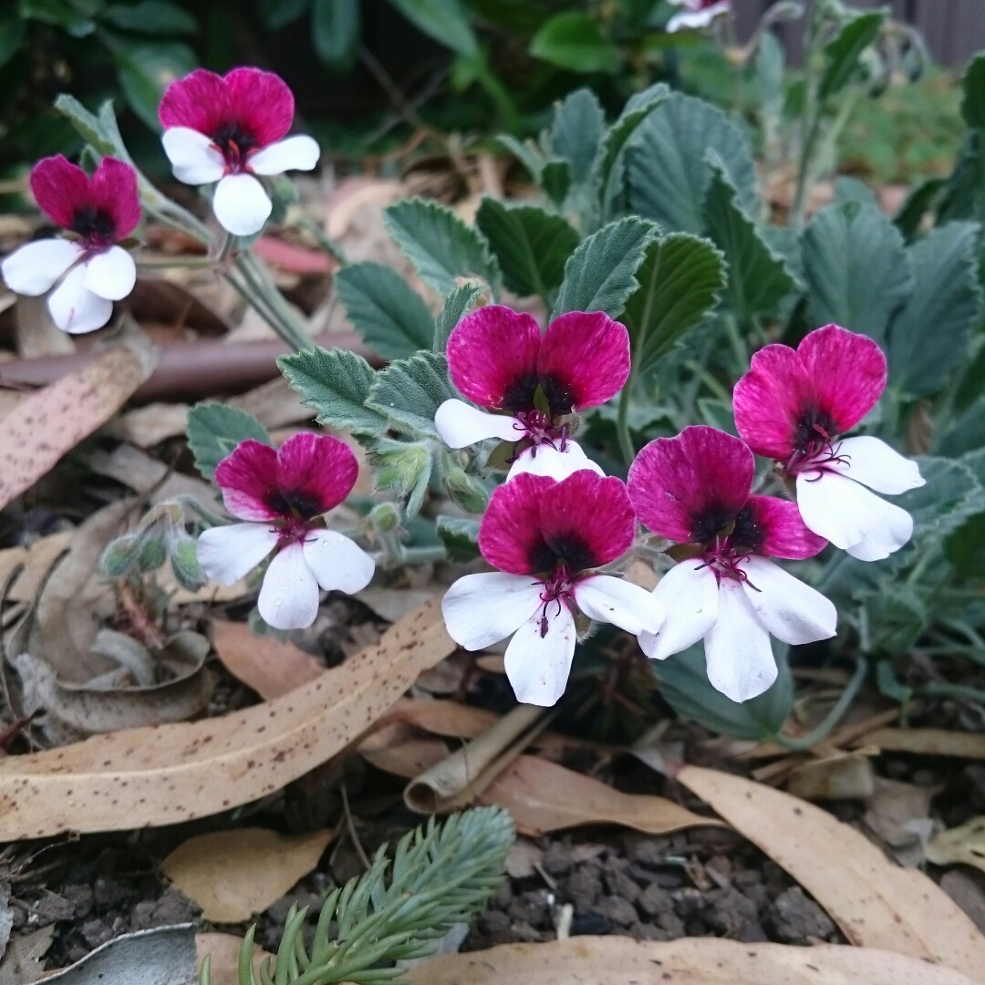 Pelargonium Splendide (Species Hybrid) in the GardenTags plant encyclopedia