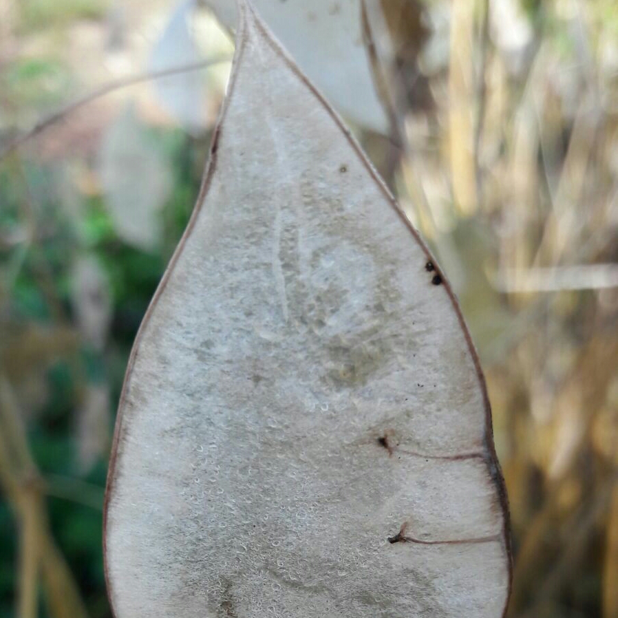 Perennial Honesty in the GardenTags plant encyclopedia