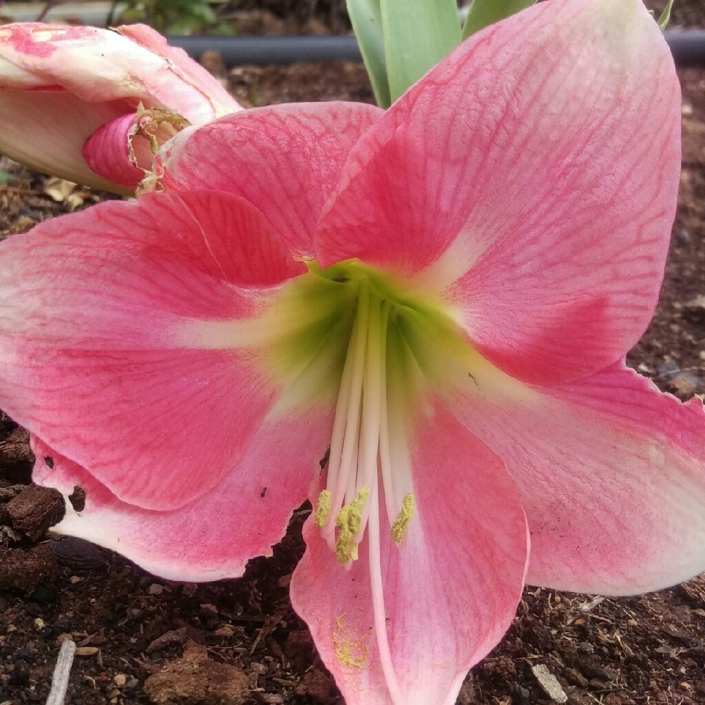 Hippeastrum Eternal Princess in the GardenTags plant encyclopedia