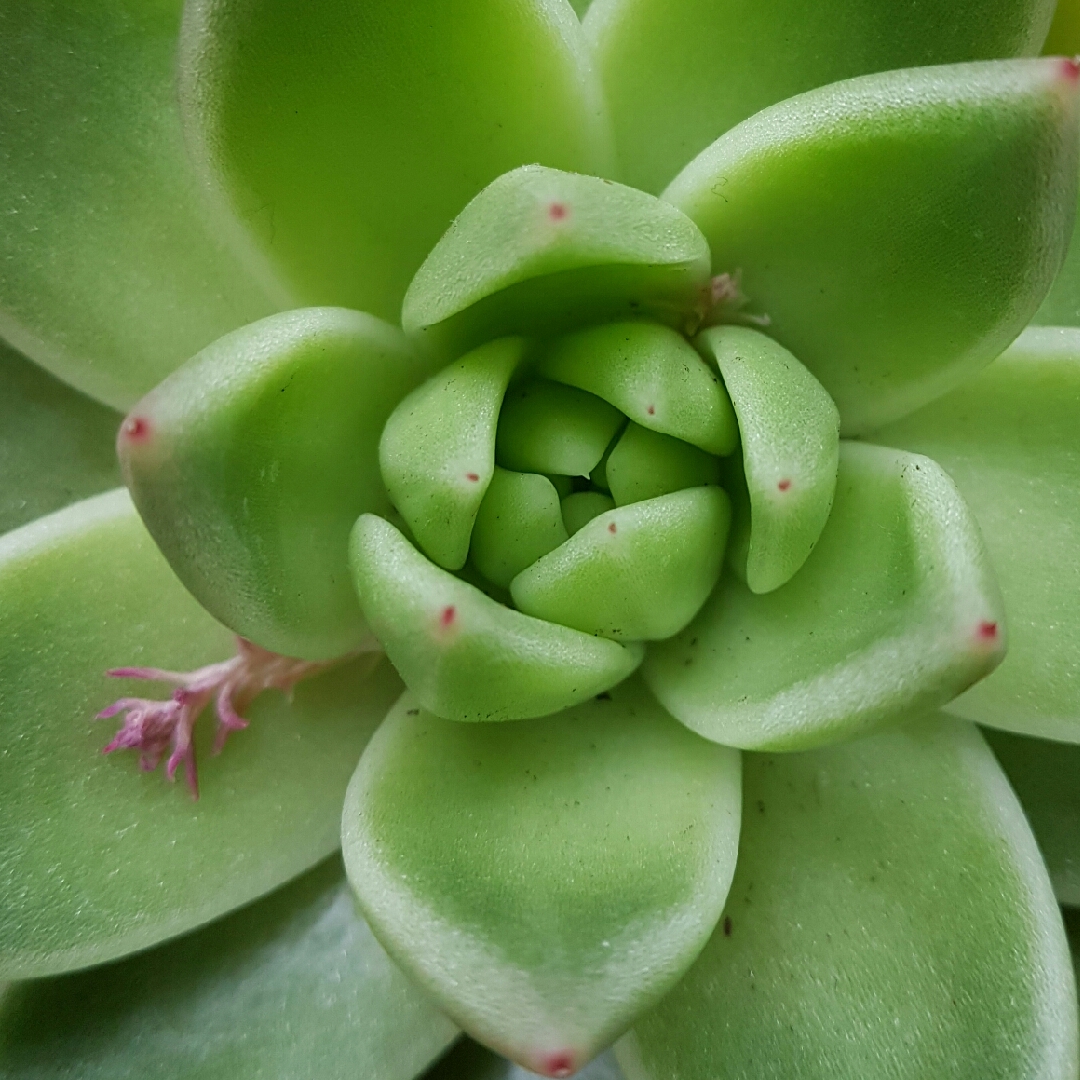 Echeveria Chrissy And Ryan, Echeveria 'Chrissy And Ryan' in GardenTags ...