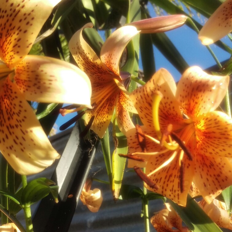 Lily Tiger Babies Group (Other) in the GardenTags plant encyclopedia