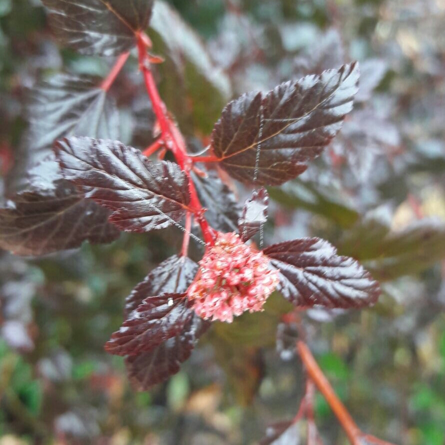 Ninebark Donna May in the GardenTags plant encyclopedia