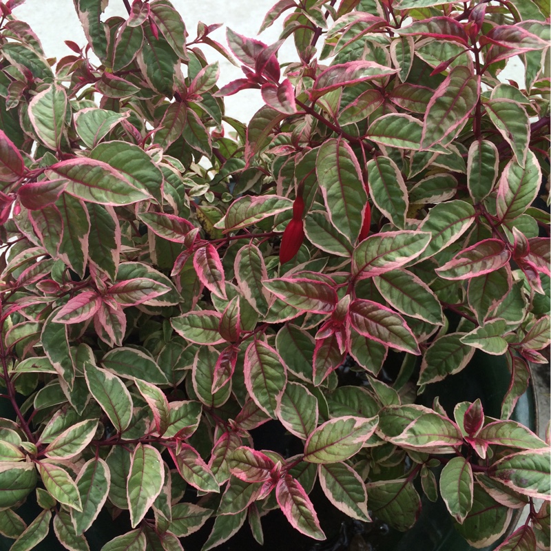 Fuchsia Sun Ray in the GardenTags plant encyclopedia