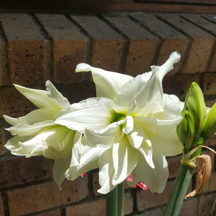 Hippeastrum Snow White in the GardenTags plant encyclopedia