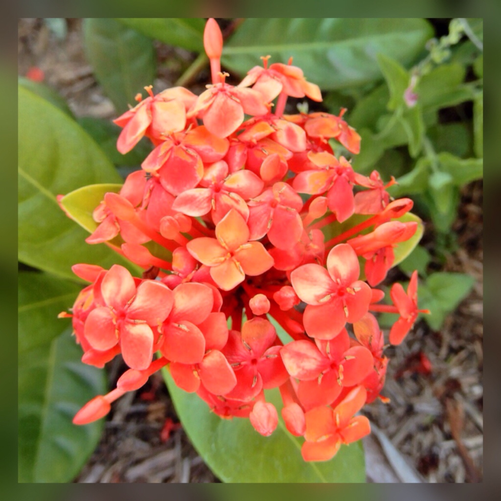 Ixora Coral Fire in the GardenTags plant encyclopedia