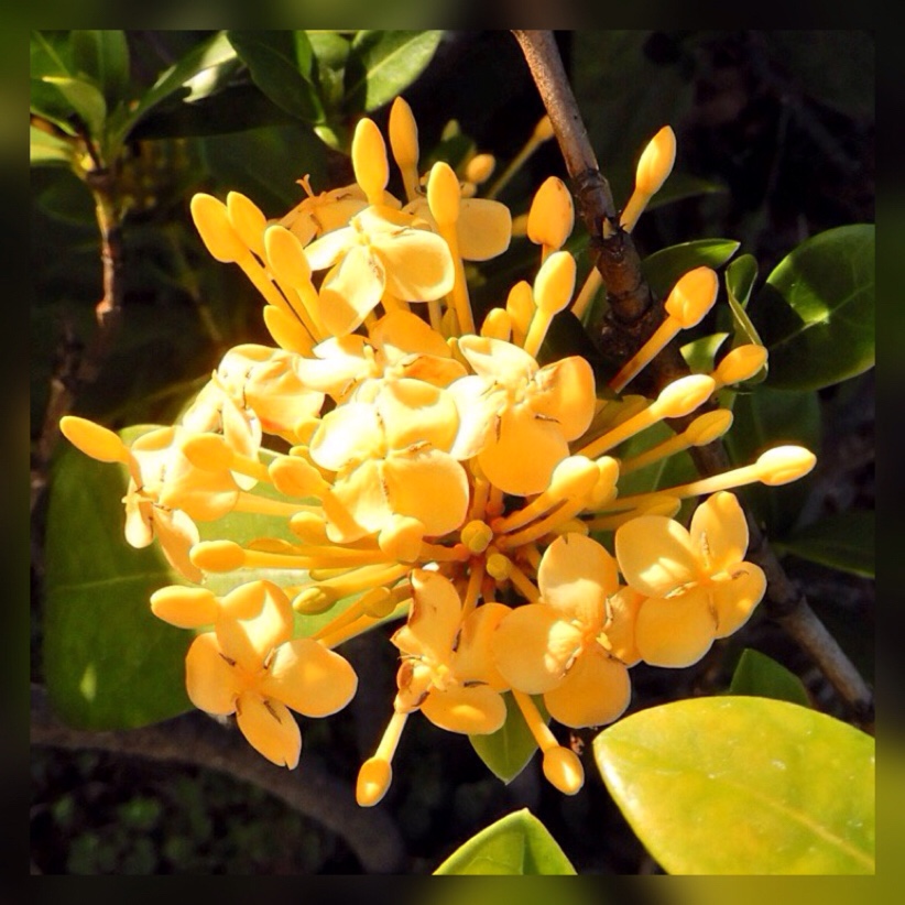 Ixora Pirates Gold in the GardenTags plant encyclopedia