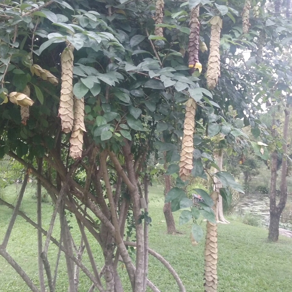 Parrots beak in the GardenTags plant encyclopedia