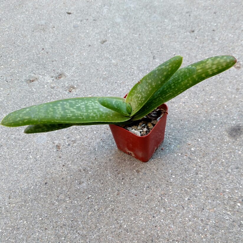 Elias Buhrs Aloe in the GardenTags plant encyclopedia