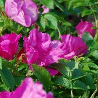 Rose (Species) Red Japanese Rose in the GardenTags plant encyclopedia