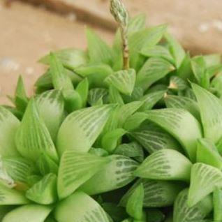 Haworthia Turgida in the GardenTags plant encyclopedia