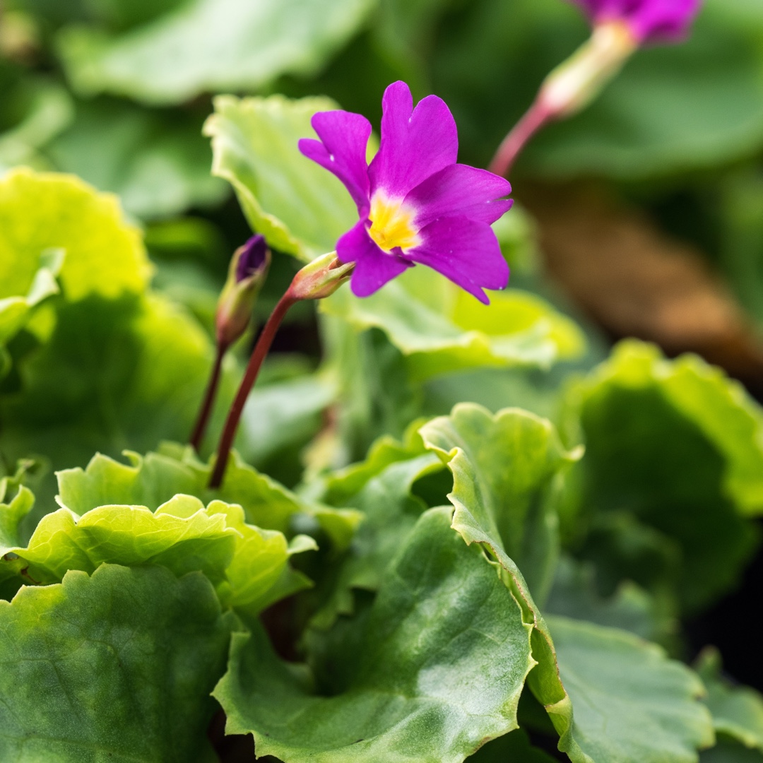 Primrose Barbara MIdwinter in the GardenTags plant encyclopedia