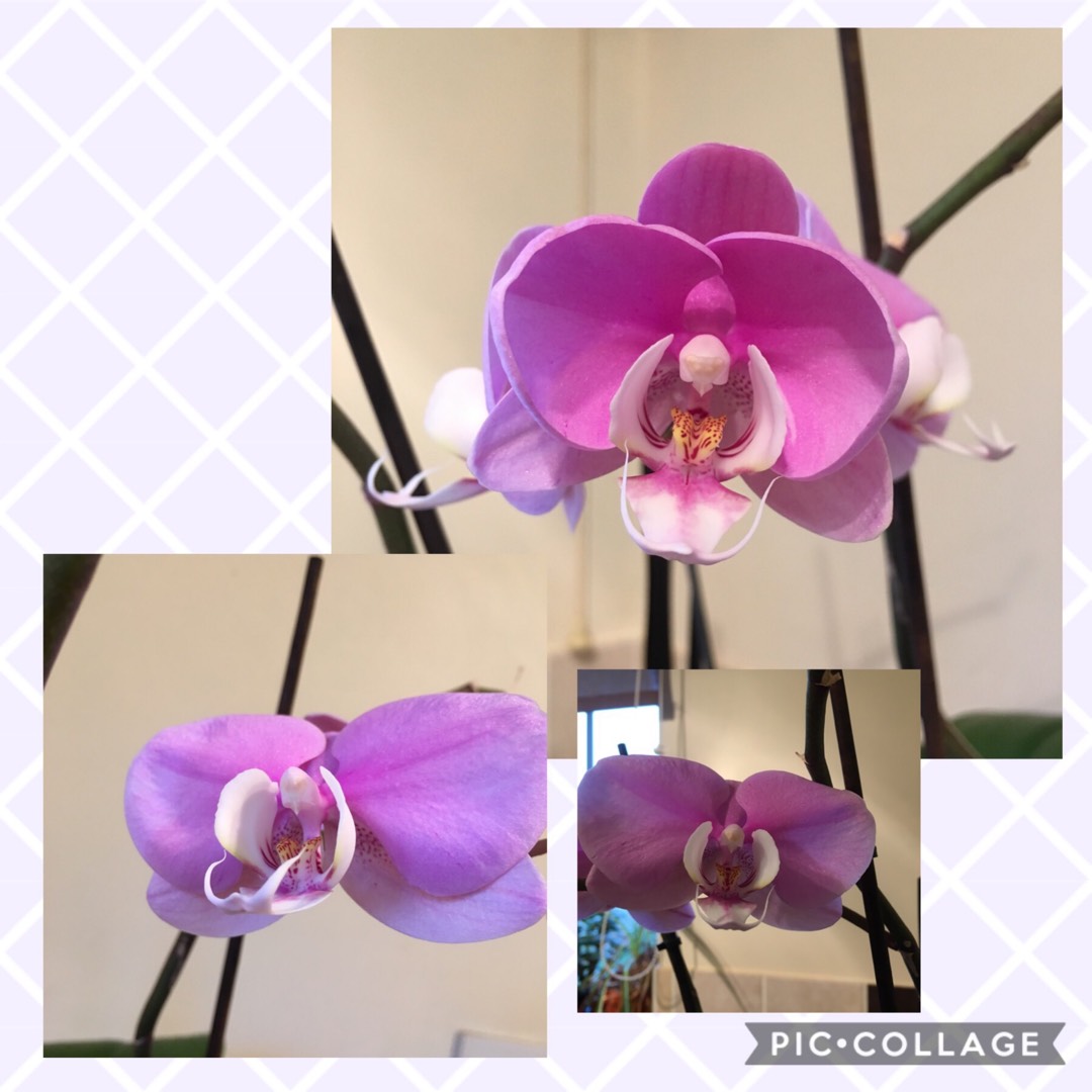 Moth Orchid Marillion in the GardenTags plant encyclopedia