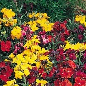 Wallflower in the GardenTags plant encyclopedia