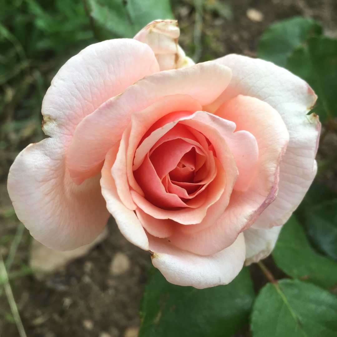 Rose Sunlit in the GardenTags plant encyclopedia