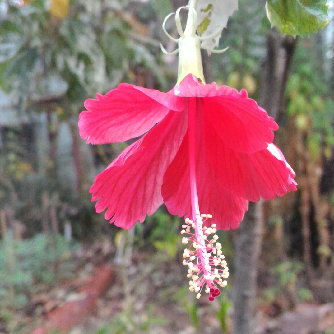 Tropical Hibiscus Snow Queen in the GardenTags plant encyclopedia